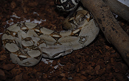 Boa