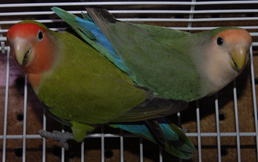 Love Birds